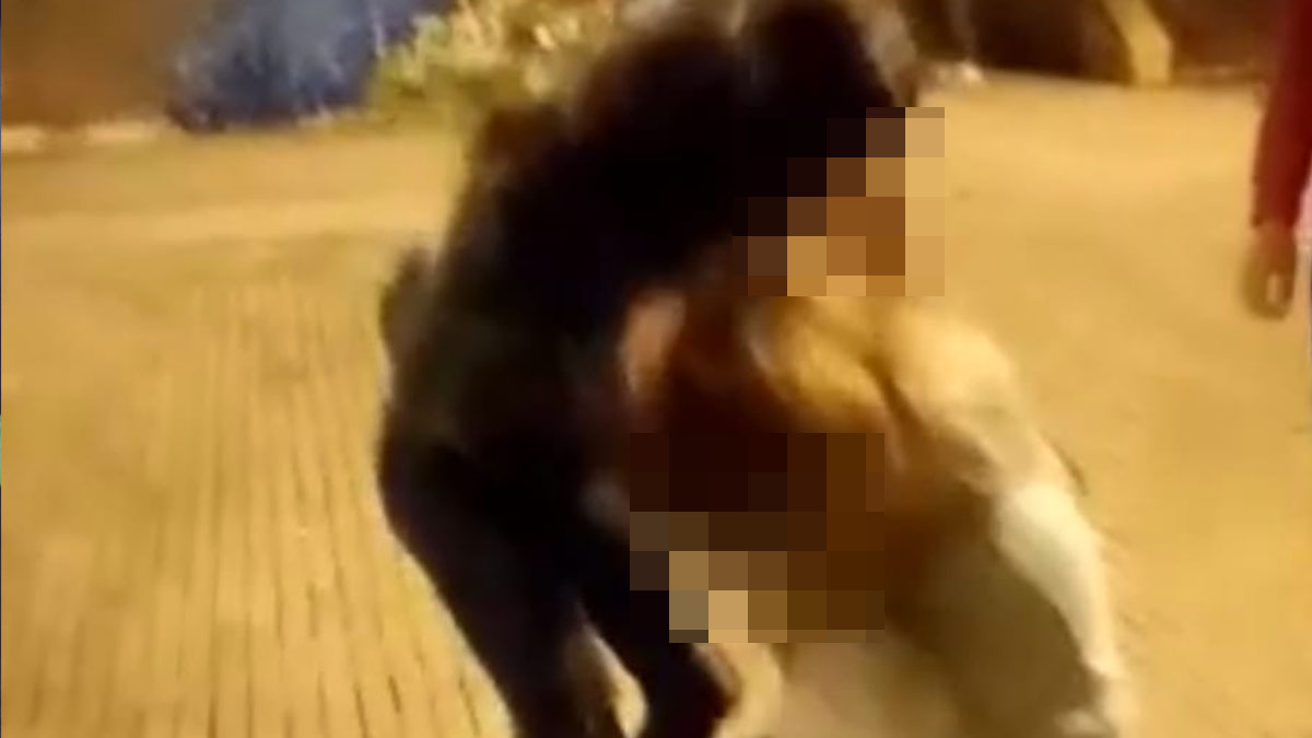 Pestaggio a San Nicandro Garganico: ragazze picchiano coetanea in un video choc Pestaggio a San Nicandro Garganico: ragazze picchiano coetanea in un video choc
