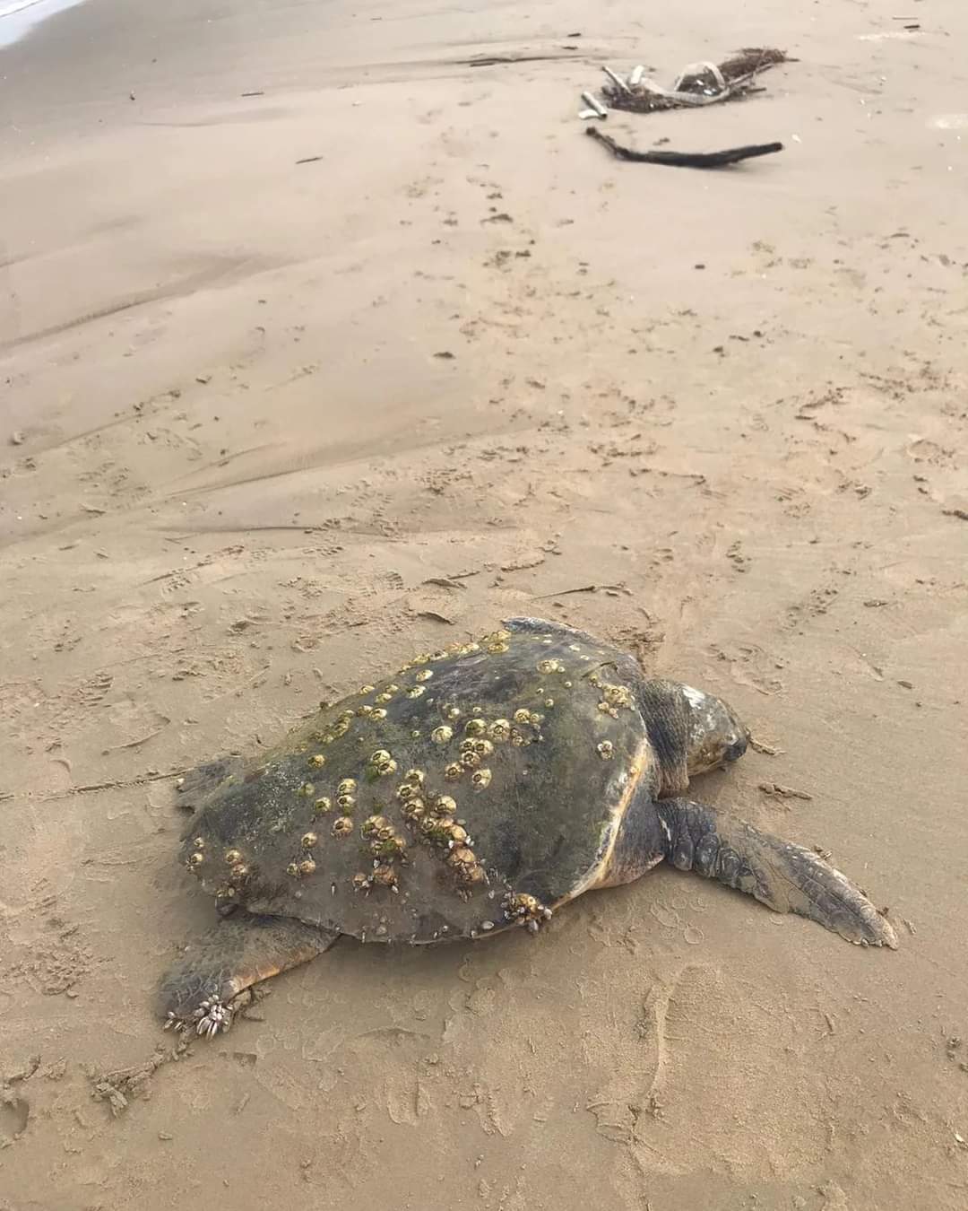 Tartaruga marina ancora viva salvata sulla spiaggia di Lesina Tartaruga marina ancora viva salvata sulla spiaggia di Lesina