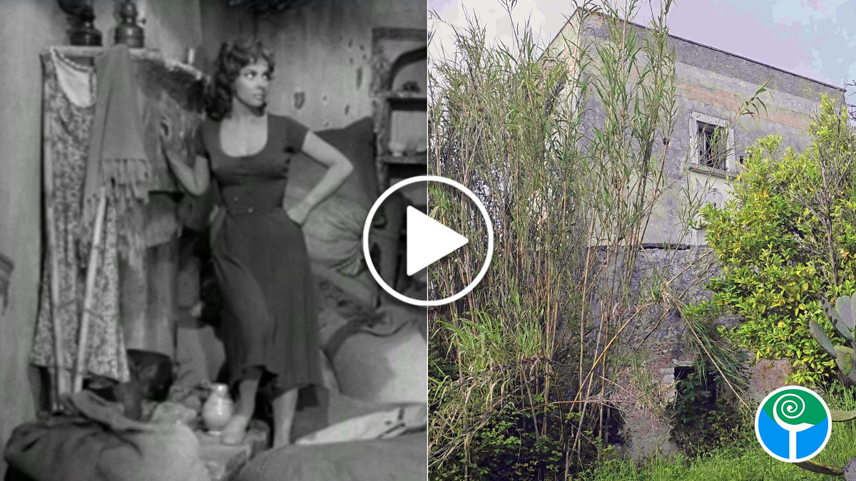 gina_lollobrigida_ischitella