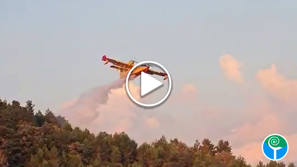 Ischitella, l’incendio in località Fontanelle è stato domato in breve tempo Ischitella, l’incendio in località Fontanelle è stato domato in breve tempo