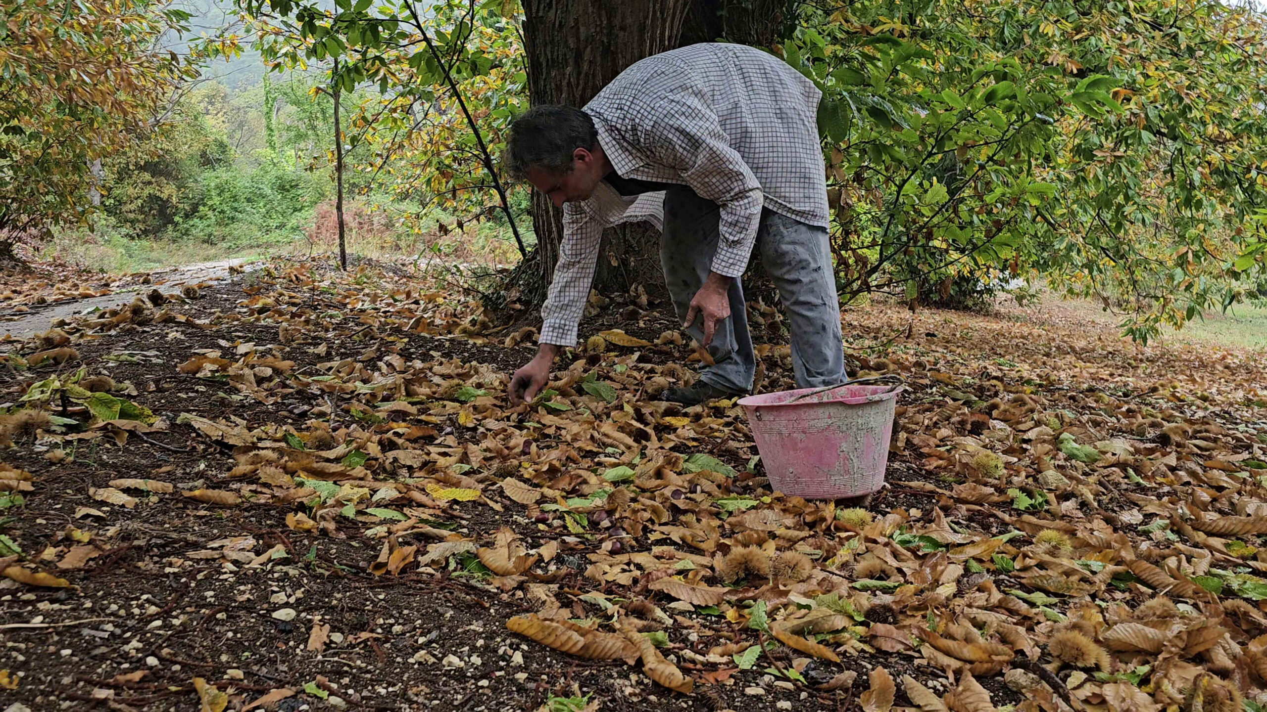 Vico del Gargano celebra la castagna nonostante il calo di produzione Vico del Gargano celebra la castagna nonostante il calo di produzione