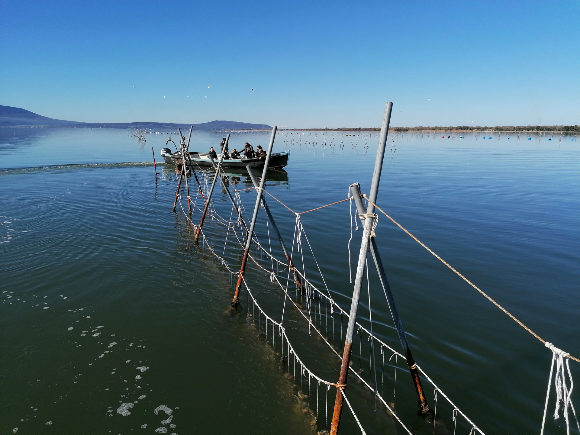 Caldo, salve le ostriche del lago di Varano grazie al dragaggio del canale Caldo, salve le ostriche del lago di Varano grazie al dragaggio del canale