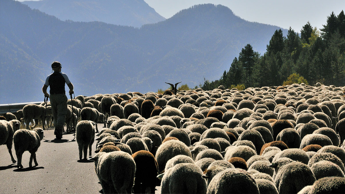 Tratturo Magno 4.0 da L’Aquila a Foggia: obiettivo il Cammino dei Pastori Tratturo Magno 4.0 da L’Aquila a Foggia: obiettivo il Cammino dei Pastori