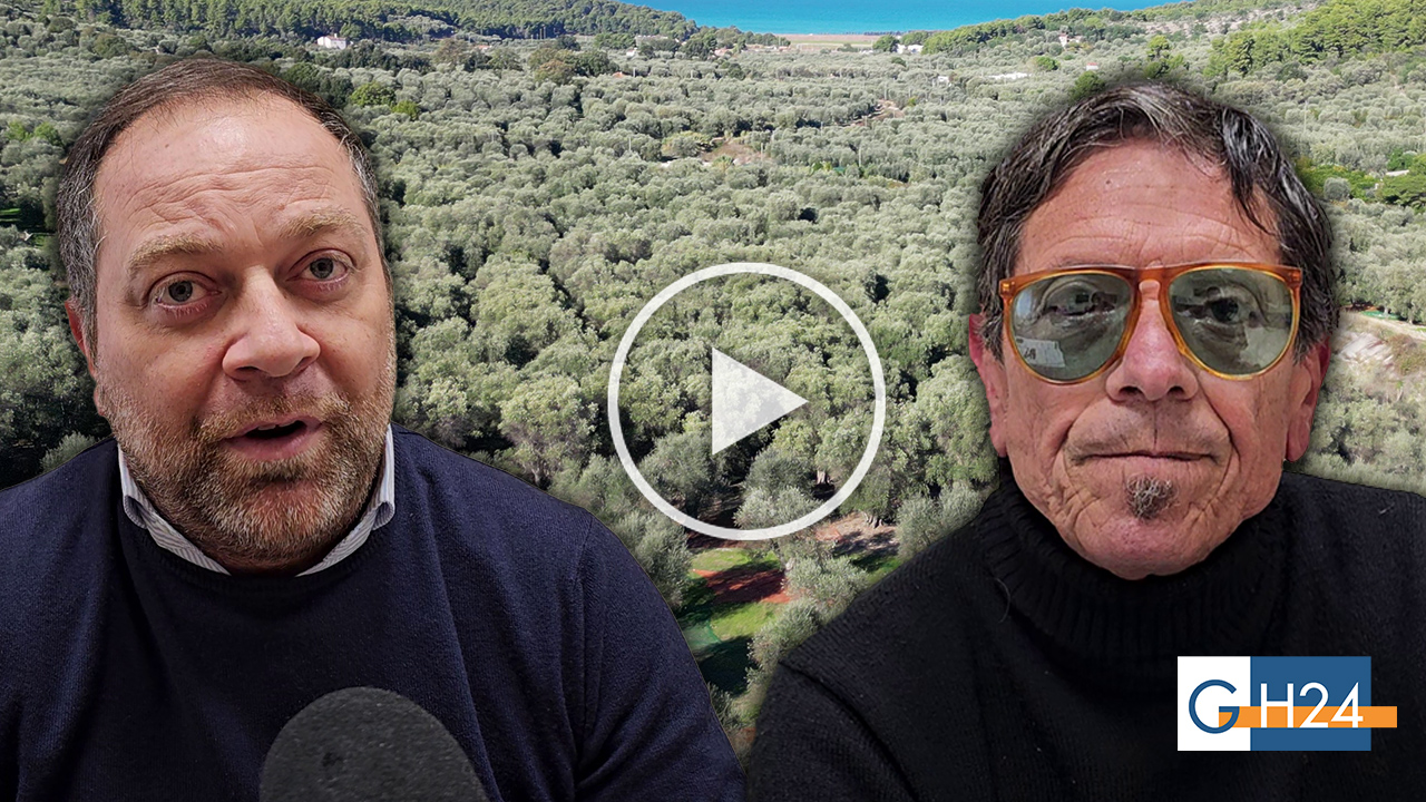 Vico del Gargano e olivicoltura, arriva un progetto per combattere l’abbandono delle campagne Vico del Gargano e olivicoltura, arriva un progetto per combattere l’abbandono delle campagne