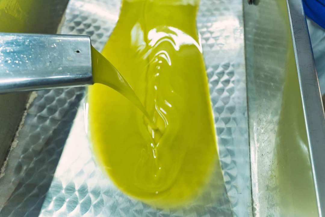 L’olio di Vico del Gargano: la scommessa del cibo-medicina L’olio di Vico del Gargano: la scommessa del cibo-medicina