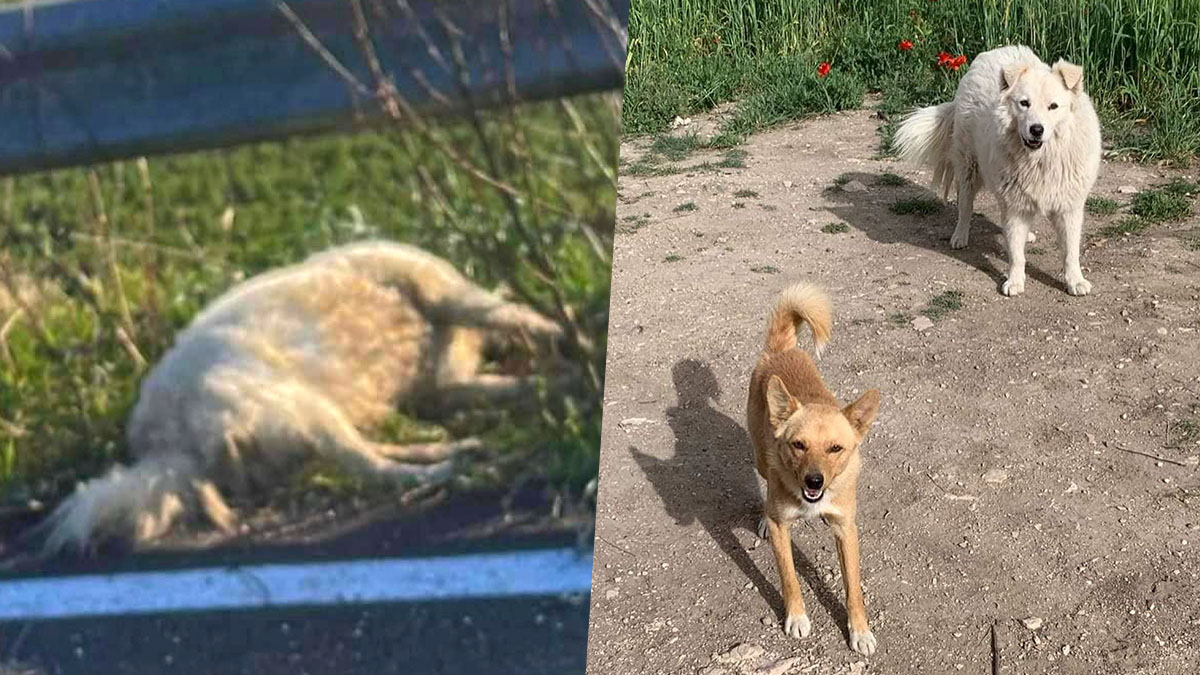 Cani avvelenati ad Apricena, pronte nuove fototrappole per incastrare i colpevoli Cani avvelenati ad Apricena, pronte nuove fototrappole per incastrare i colpevoli
