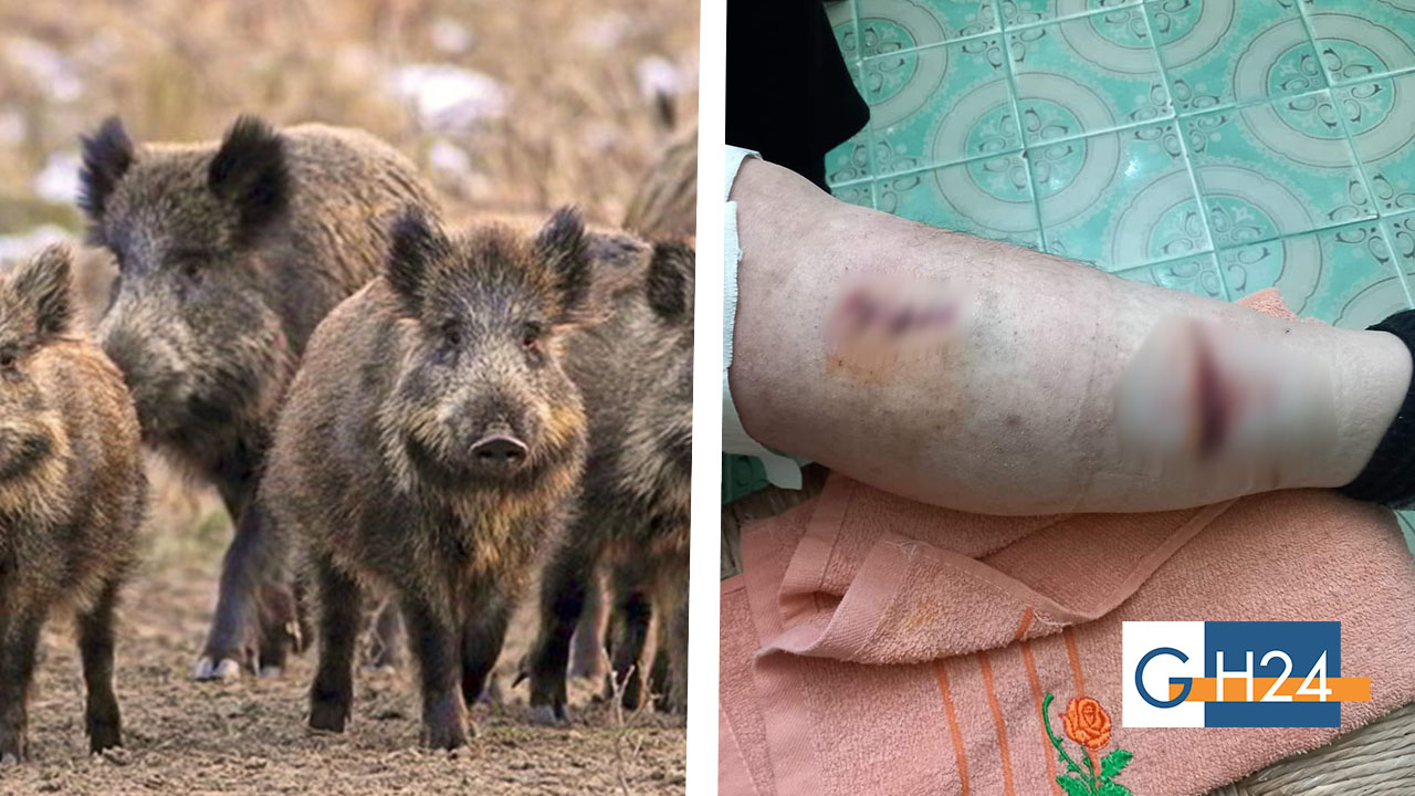 Allevatore aggredito da un cinghiale a San Nicandro Garganico Allevatore aggredito da un cinghiale a San Nicandro Garganico
