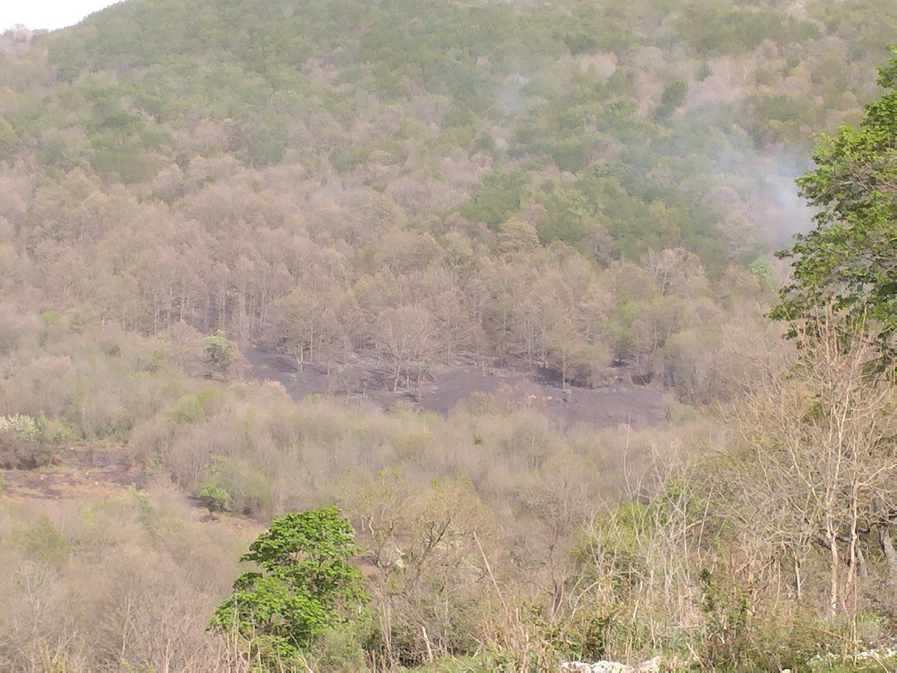 Incendio nel territorio di Carpino Incendio nel territorio di Carpino