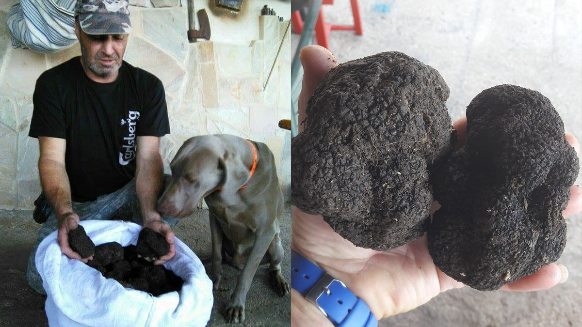 Il tartufo protagonista a Roseto Valfortore con un festival e un gemellaggio italo-ucraino Il tartufo protagonista a Roseto Valfortore con un festival e un gemellaggio italo-ucraino