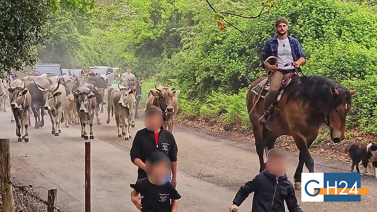 Sul Gargano la transumanza continua a raccontare la civiltà pastorale del Sud Sul Gargano la transumanza continua a raccontare la civiltà pastorale del Sud