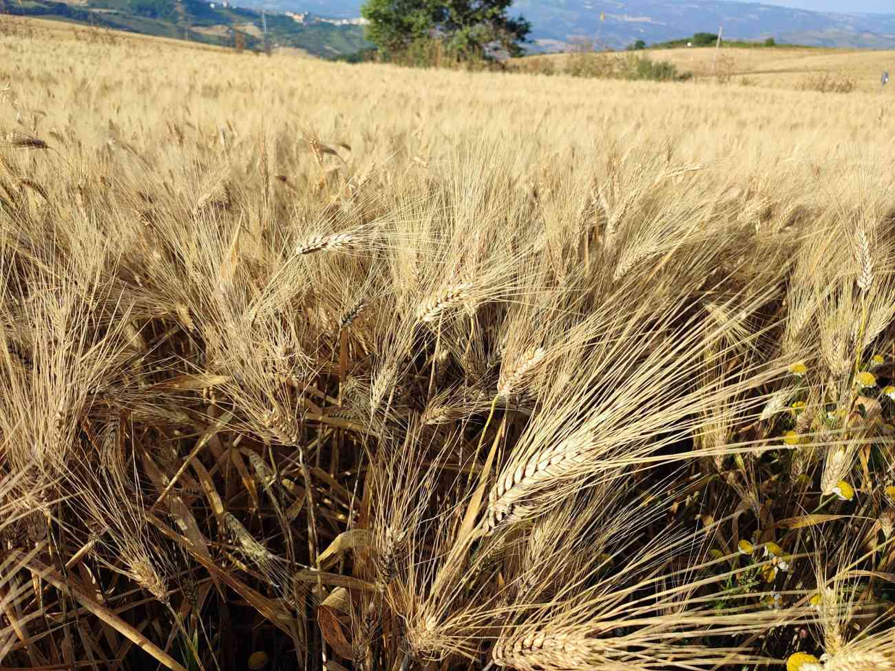 Grano italiano quotato meno del canadese, Cia Puglia: “Colpo di grazia alla nostra cerealicoltura” Grano italiano quotato meno del canadese, Cia Puglia: “Colpo di grazia alla nostra cerealicoltura”