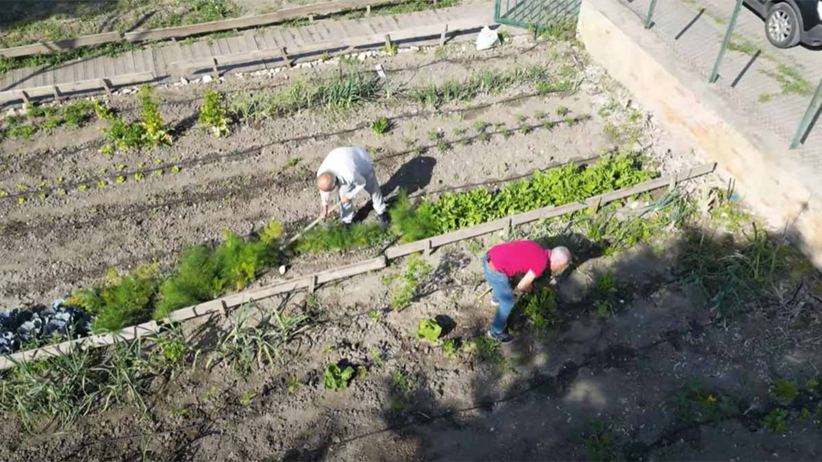 L’orto sociale di Foggia sfida il cemento: dare spazio inutilizzato al paradiso verde L’orto sociale di Foggia sfida il cemento: dare spazio inutilizzato al paradiso verde