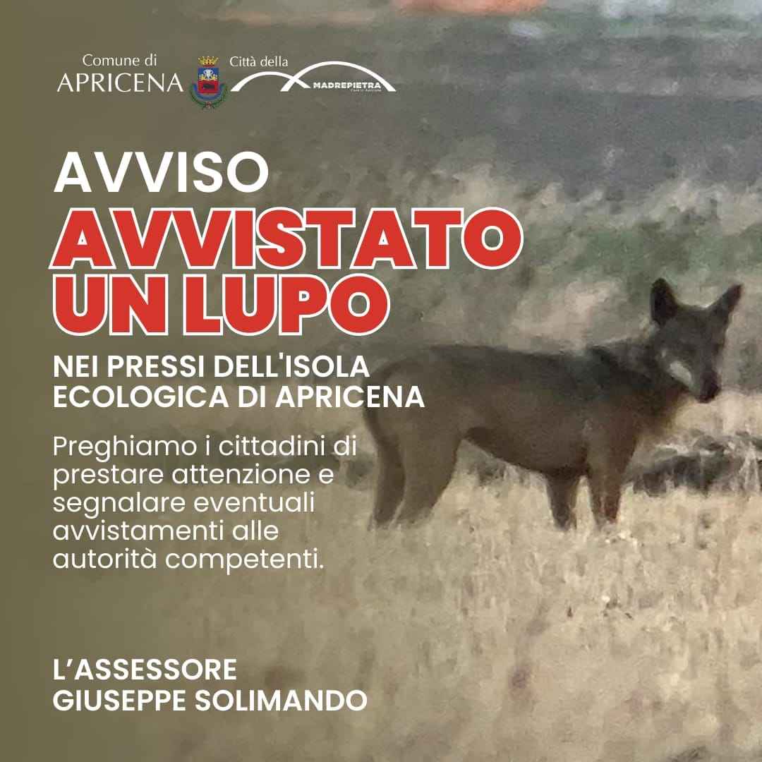 Avvistato un lupo ad Apricena, nei pressi dell’Isola Ecologica Avvistato un lupo ad Apricena, nei pressi dell’Isola Ecologica