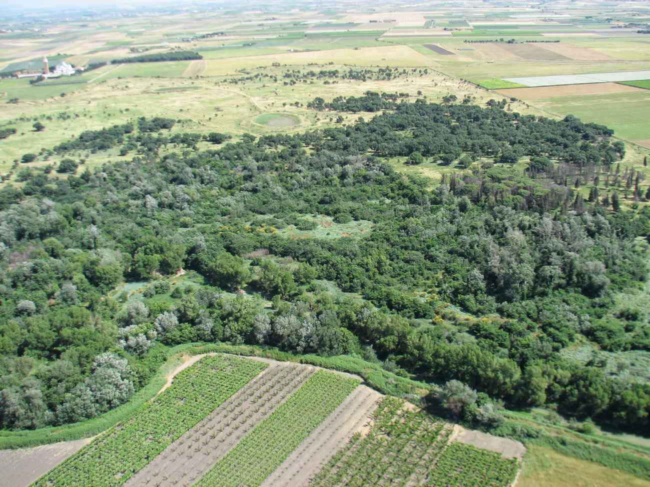 Bosco Incoronata: il Comune di Foggia svela il piano di rigenerazione alla BTM di Bari Bosco Incoronata: il Comune di Foggia svela il piano di rigenerazione alla BTM di Bari