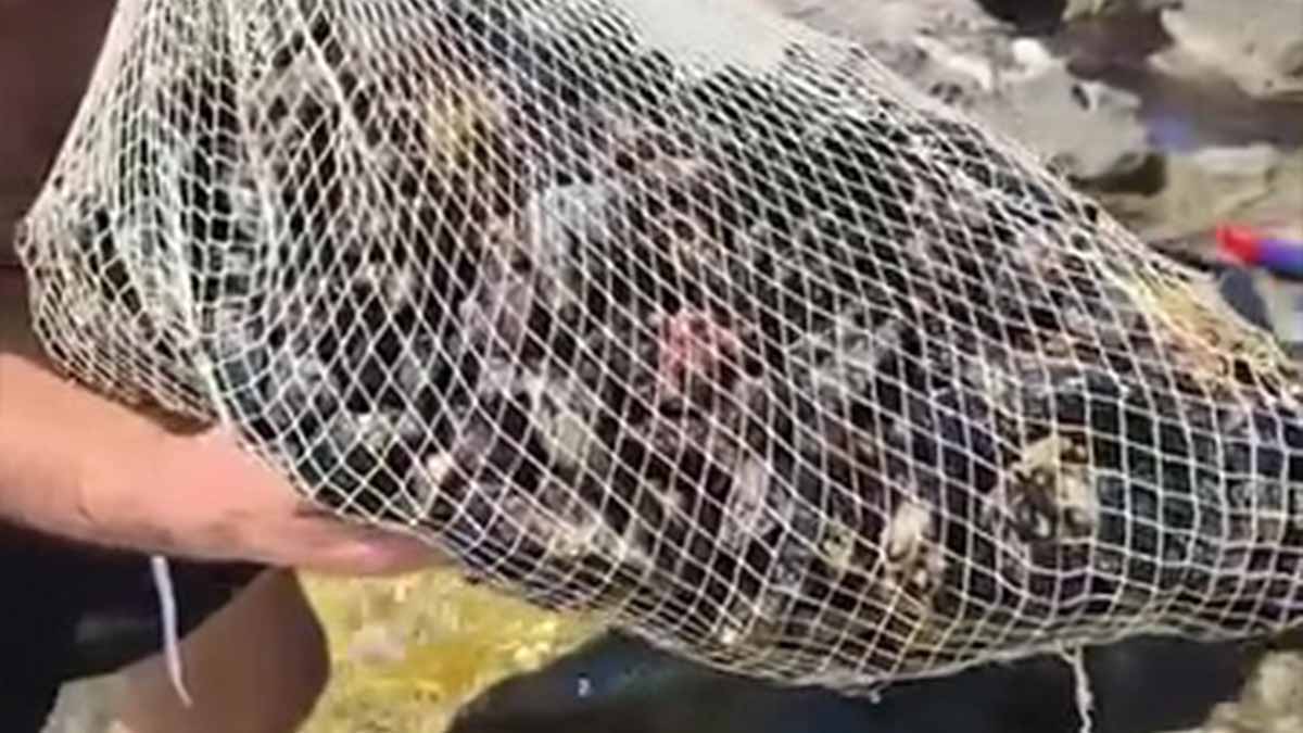 cozze-manfredonia