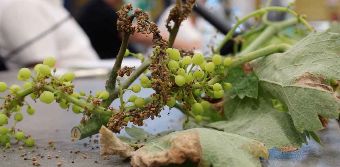 Peronospora, fondi aggiuntivi per 44 milioni. Cia Puglia: “Una nostra vittoria” Peronospora, fondi aggiuntivi per 44 milioni. Cia Puglia: “Una nostra vittoria”