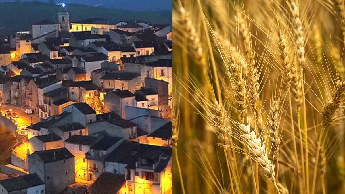 roseto-valfortore-festa-grano