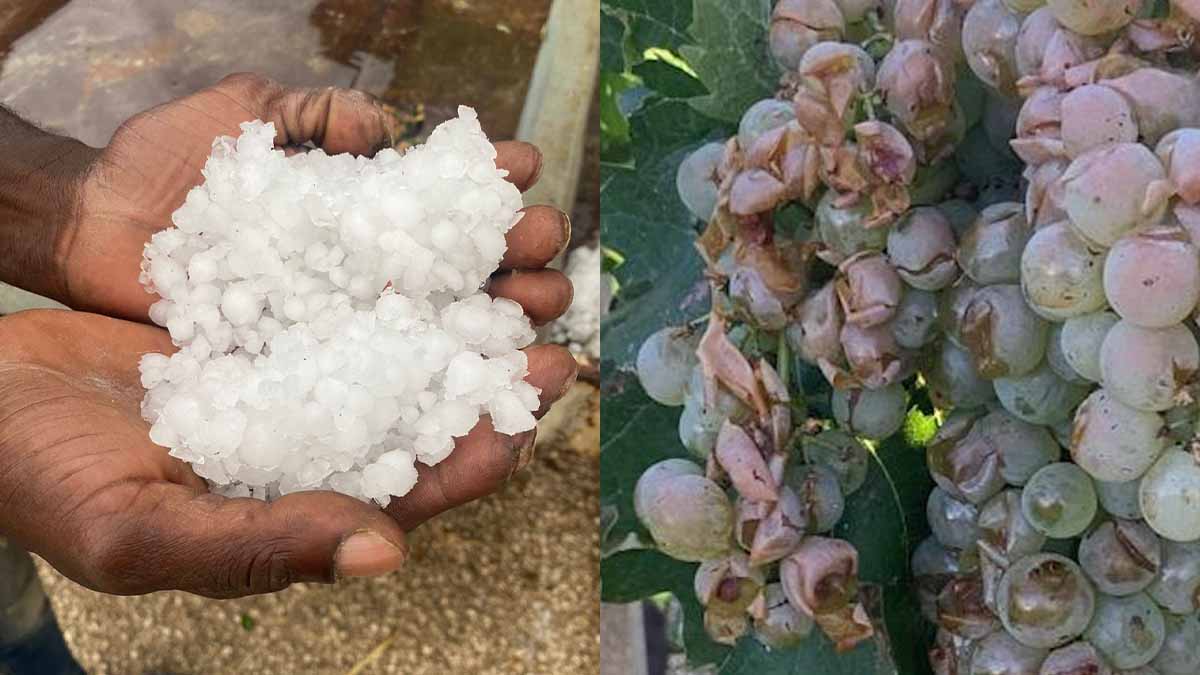 Richiesto stato calamità per le grandinate a Foggia e Lecce Richiesto stato calamità per le grandinate a Foggia e Lecce
