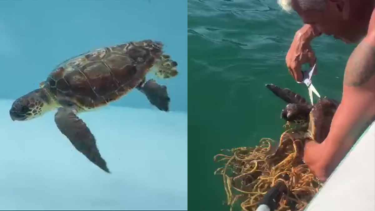 Piccola tartaruga marina salvata nel Golfo di Manfredonia: era intrappolata in una cima Piccola tartaruga marina salvata nel Golfo di Manfredonia: era intrappolata in una cima