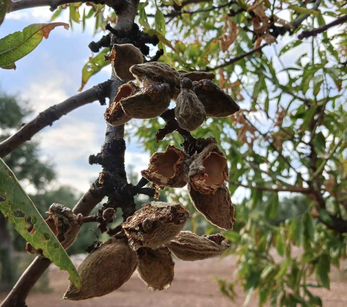 Alle mandorle superstiti ora ci pensano anche i pappagalli verdi a minacciarle Alle mandorle superstiti ora ci pensano anche i pappagalli verdi a minacciarle