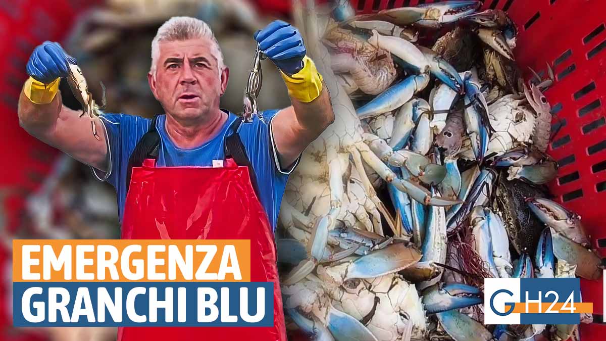 granchi-blu-manfredonia
