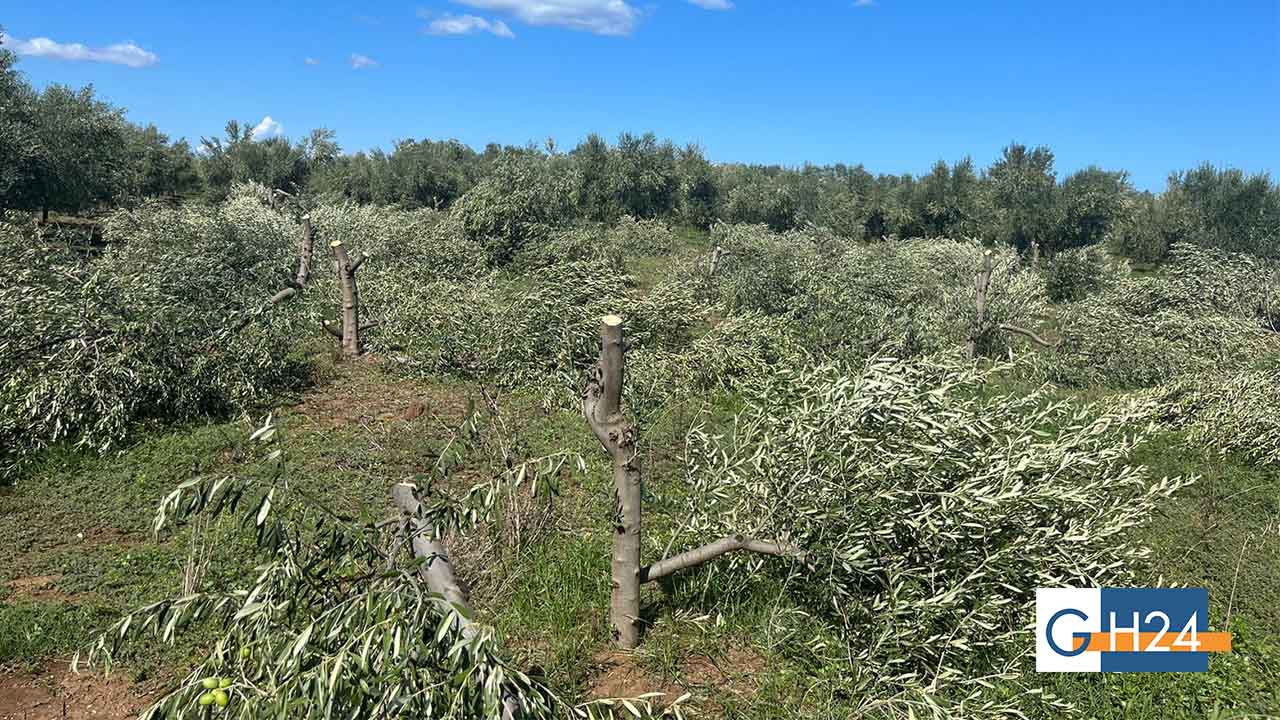 Atto intimidatorio ai danni di due agricoltori di Carpino Atto intimidatorio ai danni di due agricoltori di Carpino