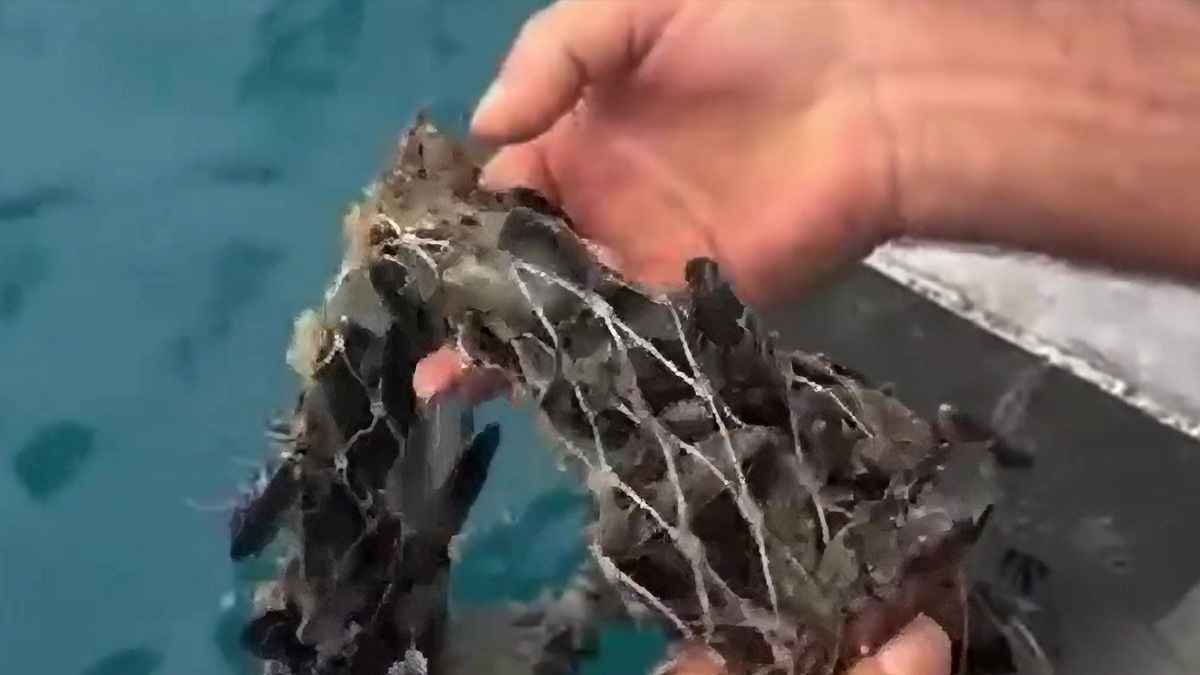 “Le cozze muoiono a migliaia nel lago di Varano, famiglie in ginocchio”, Cera chiede intervento immediato “Le cozze muoiono a migliaia nel lago di Varano, famiglie in ginocchio”, Cera chiede intervento immediato