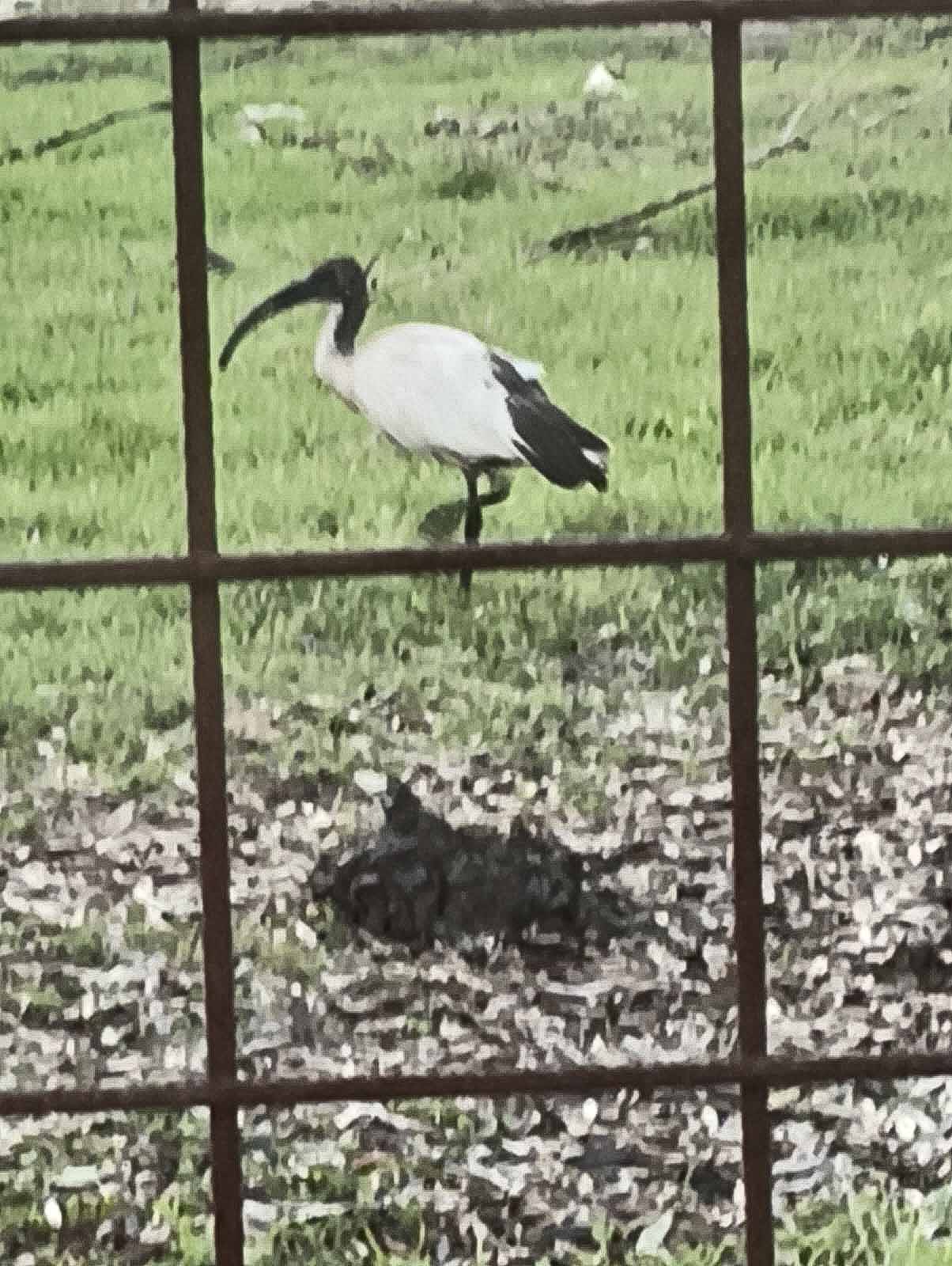 Un centinaio di Ibis Sacro fanno tappa sul territorio di Ischitella Un centinaio di Ibis Sacro fanno tappa sul territorio di Ischitella
