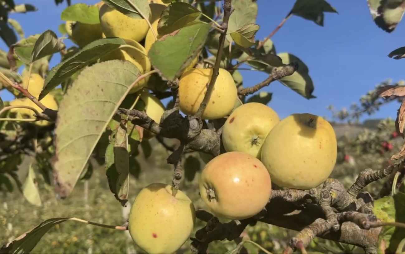 Per Orsara di Puglia si aprono le porte di Città Bio Per Orsara di Puglia si aprono le porte di Città Bio