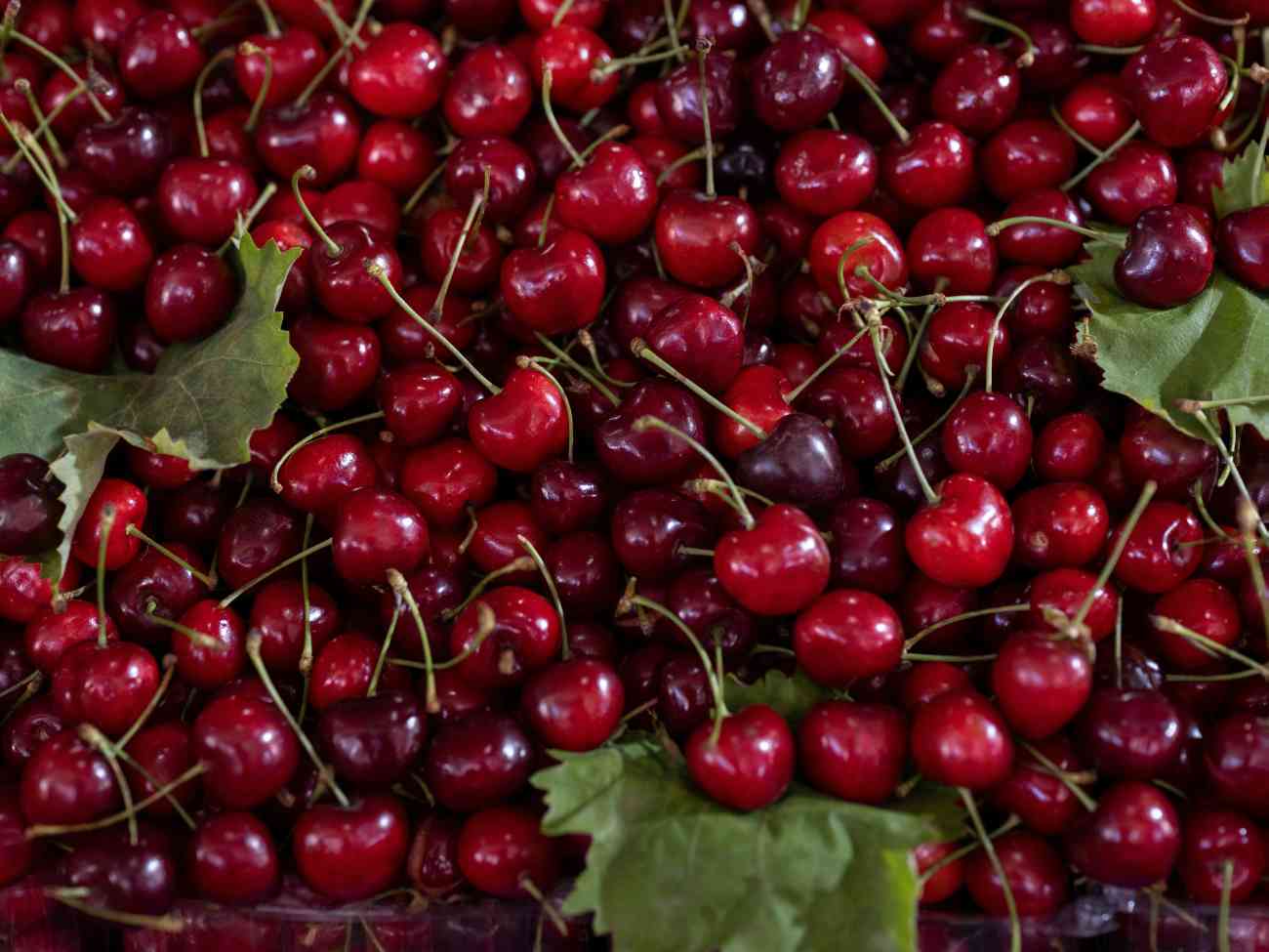 Ciliegie in crisi: produzione in picchiata per le gelate, prezzi a Milano fino a 23 euro al chilo Ciliegie in crisi: produzione in picchiata per le gelate, prezzi a Milano fino a 23 euro al chilo