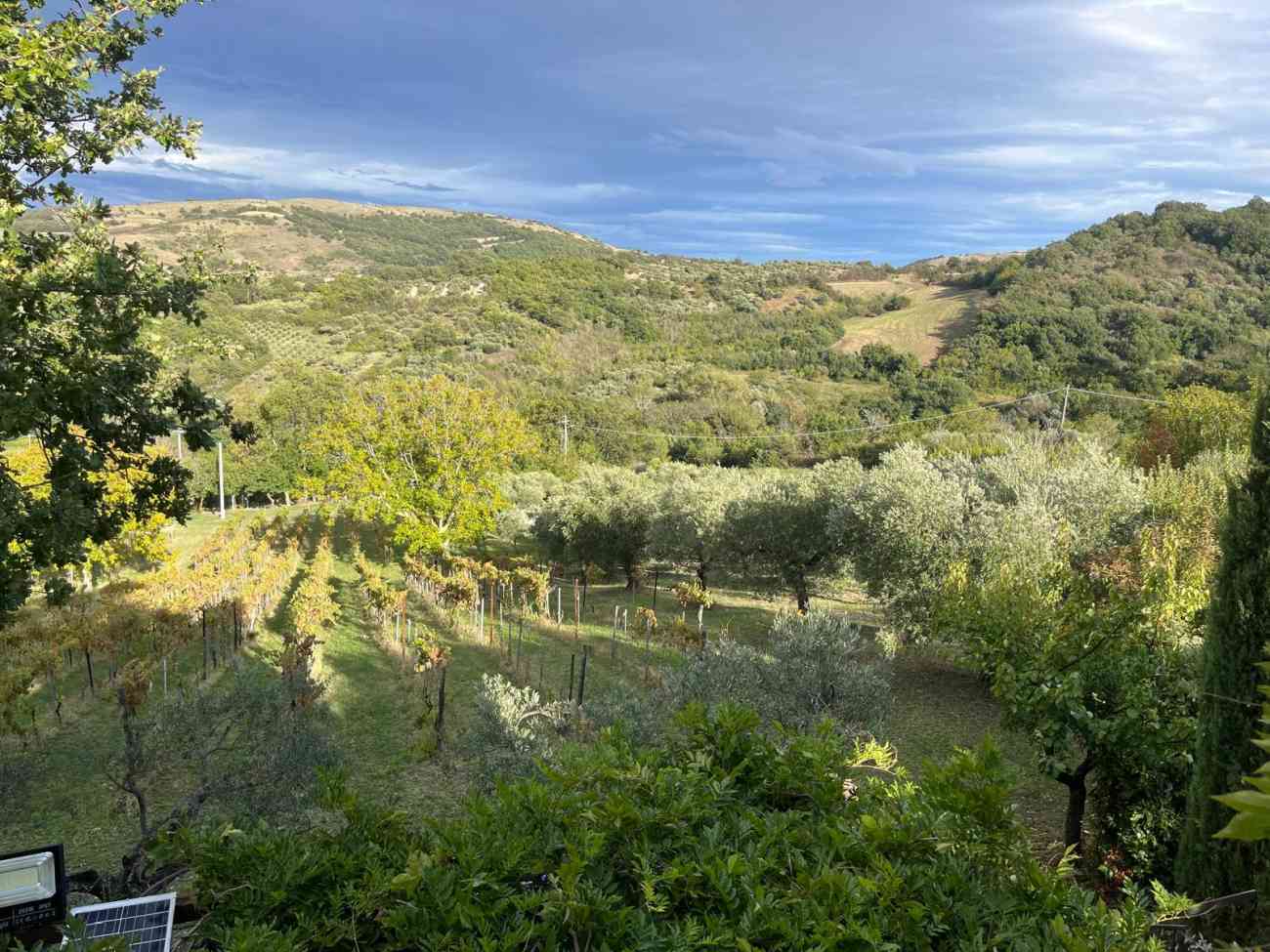 Yoga e degustazioni tra gli ulivi, il 29 giugno a Orsara la Merenda nell’Uliveta Yoga e degustazioni tra gli ulivi, il 29 giugno a Orsara la Merenda nell’Uliveta