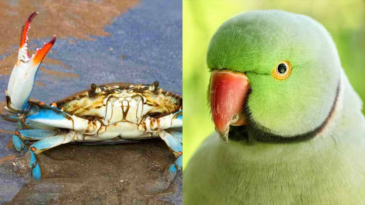 Granchi blu e pappagalli verdi: la Puglia conta i danni delle specie aliene Granchi blu e pappagalli verdi: la Puglia conta i danni delle specie aliene