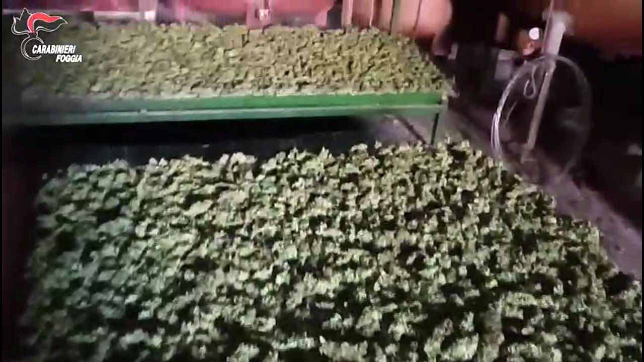 Maxi sequestro di marijuana nel foggiano, arrestato 59enne in flagranza Maxi sequestro di marijuana nel foggiano, arrestato 59enne in flagranza