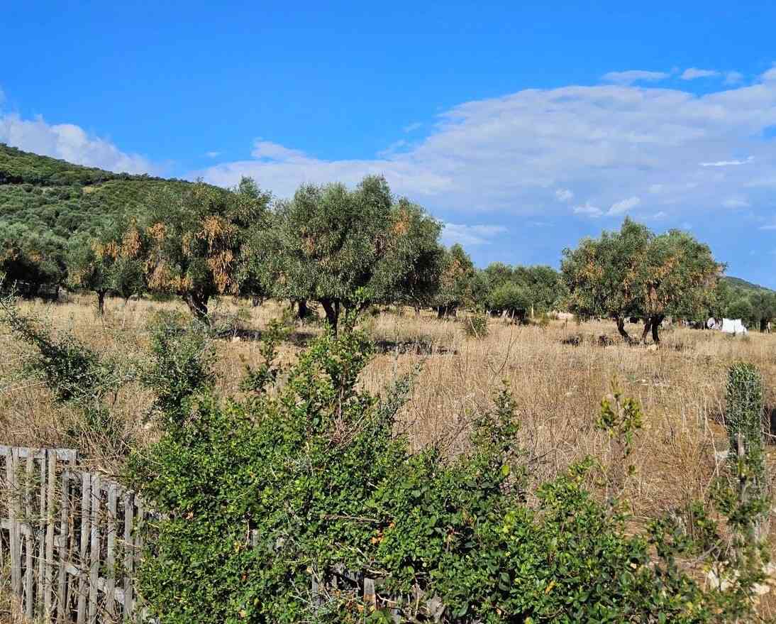 Xylella sul Gargano: sindaci dichiarano lo stato di emergenza socio-economica e culturale Xylella sul Gargano: sindaci dichiarano lo stato di emergenza socio-economica e culturale