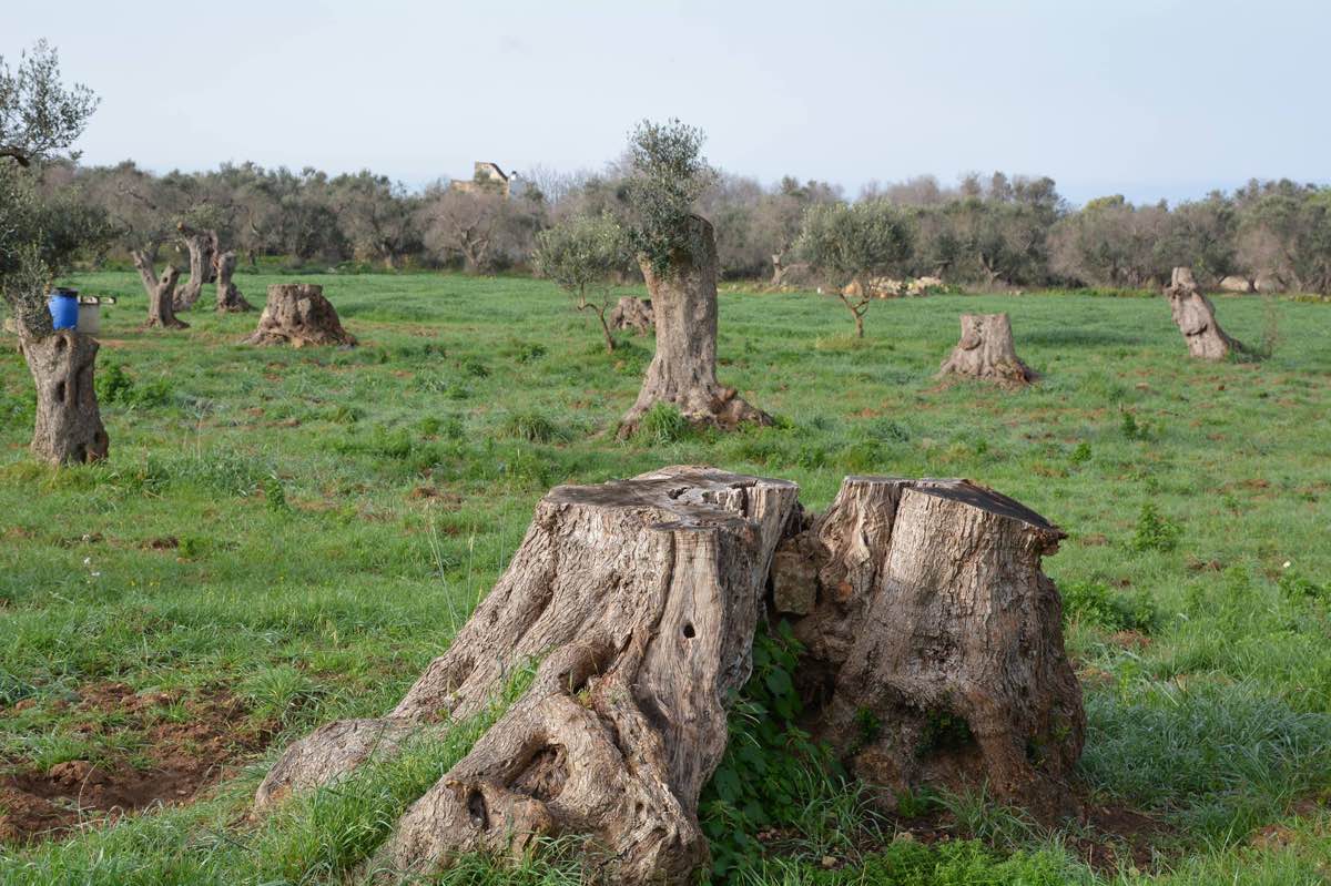 Xylella avanza nel foggiano: il Governo accelera con il Commissario nazionale Xylella avanza nel foggiano: il Governo accelera con il Commissario nazionale