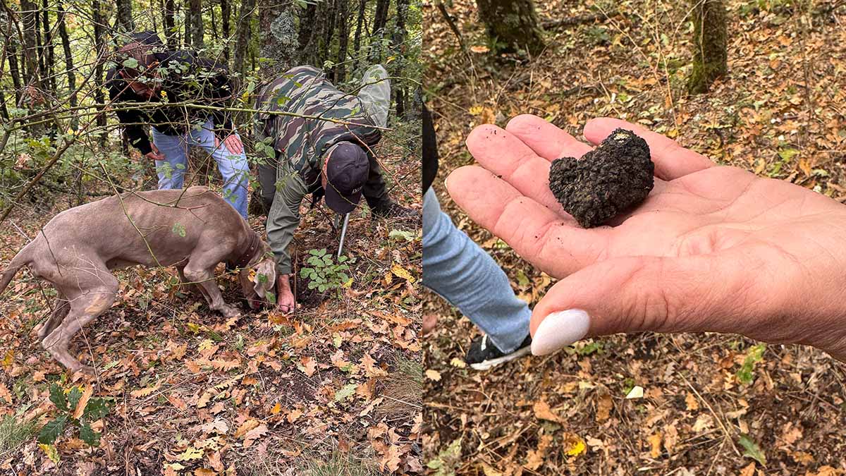 Roseto Valfortore conquista tutti con la Festa del Tartufo Nero Uncinatum Roseto Valfortore conquista tutti con la Festa del Tartufo Nero Uncinatum