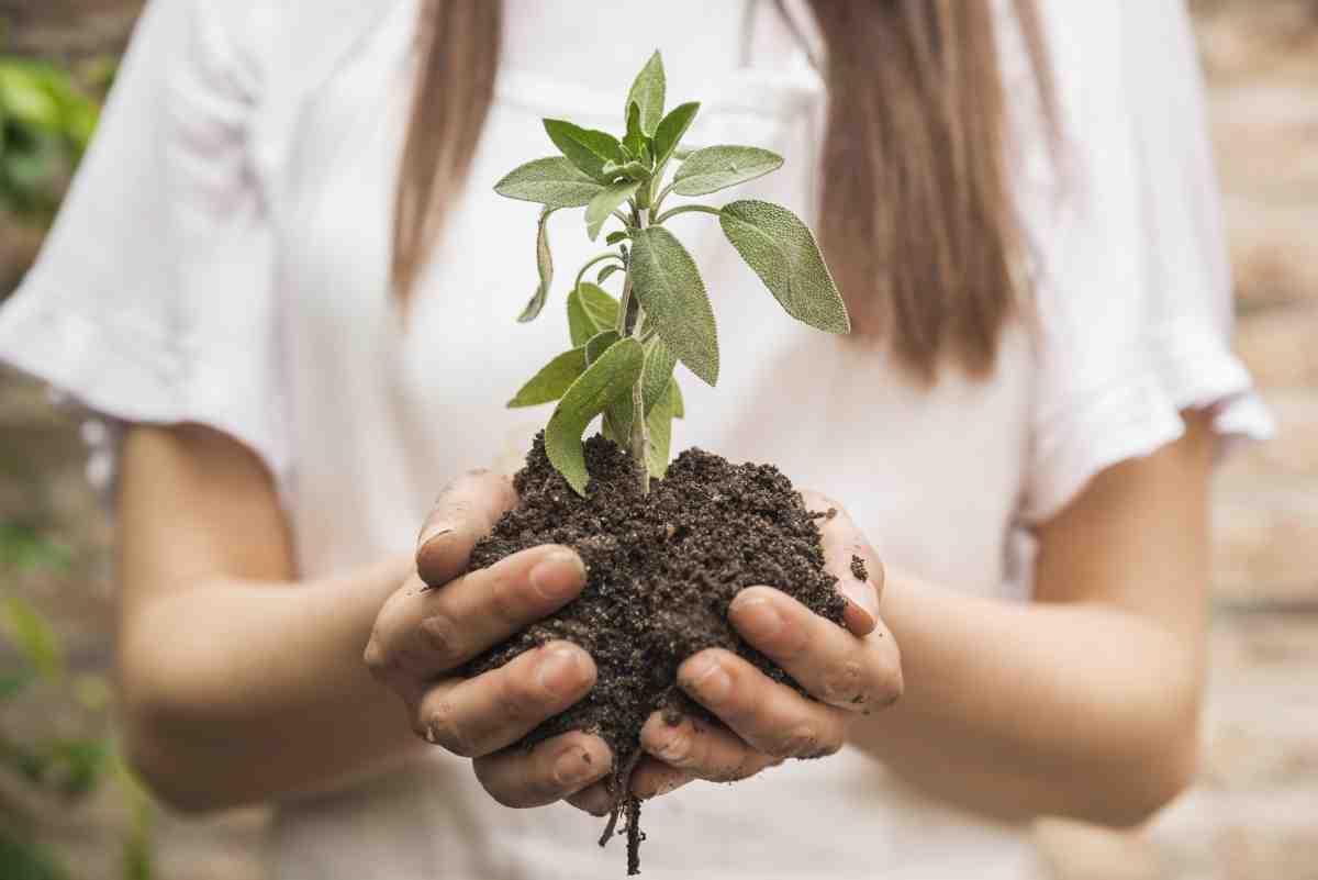 San Severo Calcio ed EmpaticaMente piantano 25 “Alberi per la Legalità” San Severo Calcio ed EmpaticaMente piantano 25 “Alberi per la Legalità”