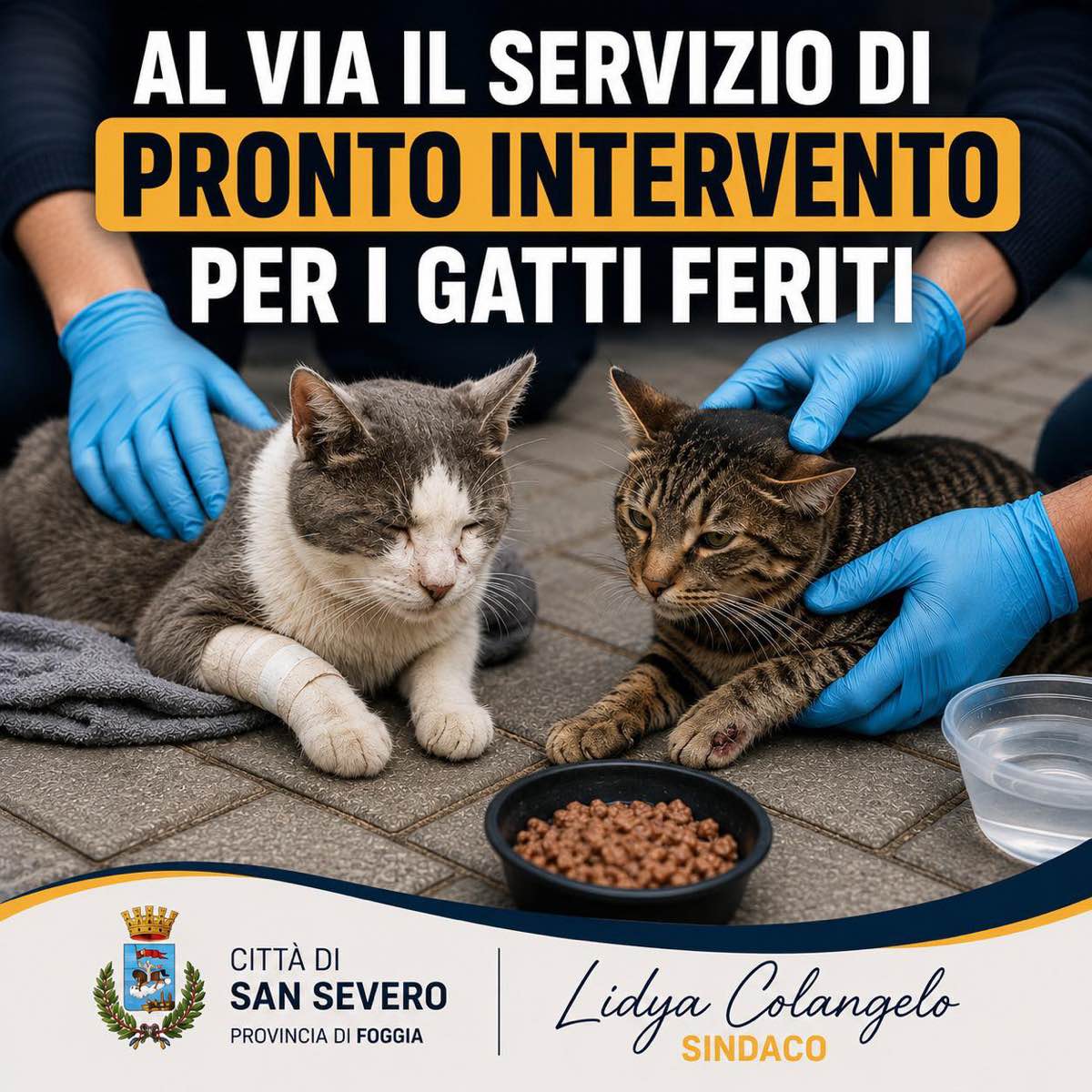 Gatti feriti sulle strade, a San Severo attivo un servizio di pronto intervento Gatti feriti sulle strade, a San Severo attivo un servizio di pronto intervento