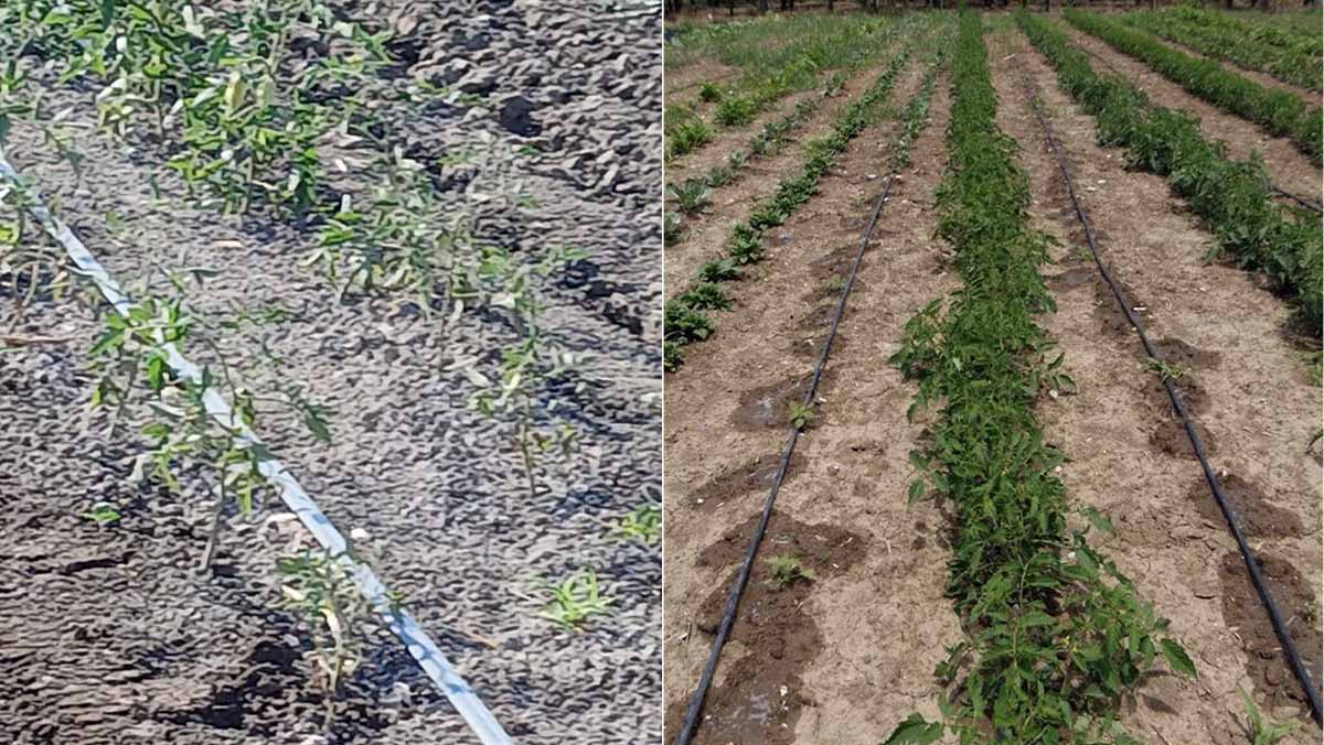 Borgo Mezzanone al buio dopo il furto di cavi elettrici, Marasco: “i pomodori rischiano di morire” Borgo Mezzanone al buio dopo il furto di cavi elettrici, Marasco: “i pomodori rischiano di morire”