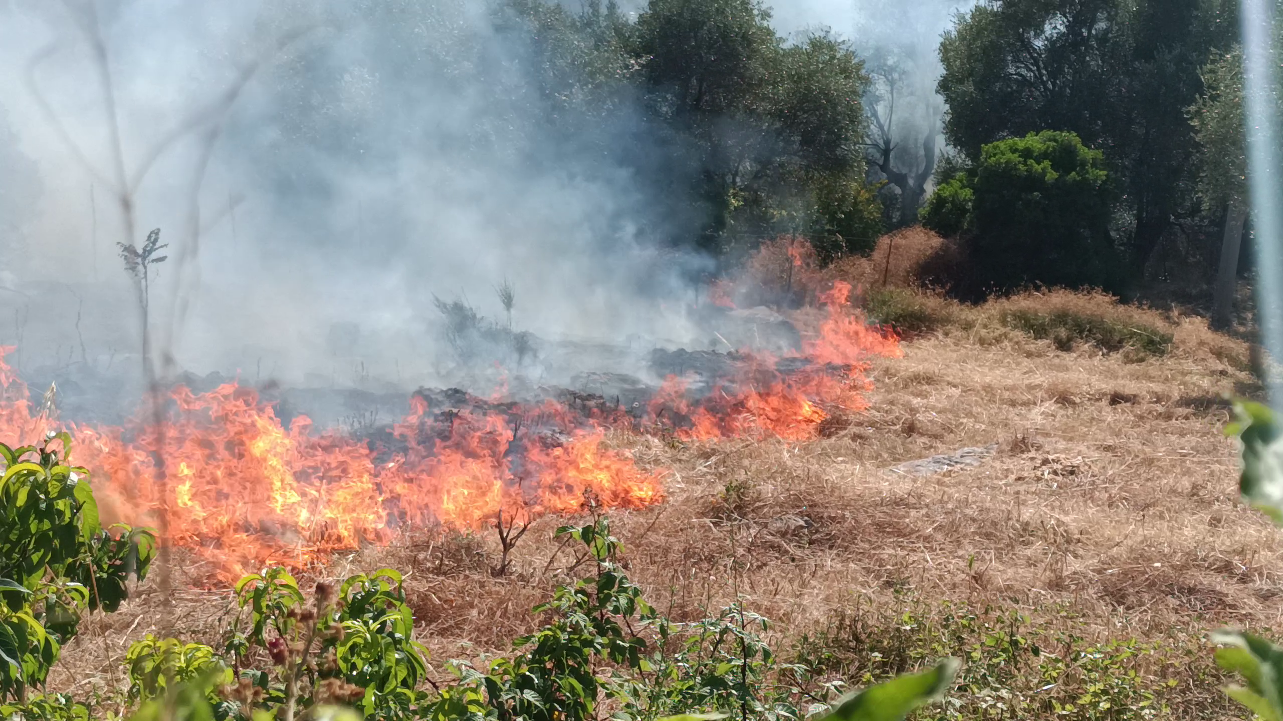 Paura a Ischitella: incendio alle porte del paese, fiamme domate dai Vigili del Fuoco Paura a Ischitella: incendio alle porte del paese, fiamme domate dai Vigili del Fuoco